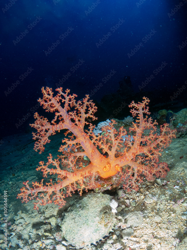 Fototapeta premium seabed in the red sea with coral and fish