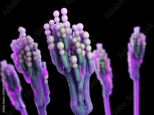 Fotografija 3d rendered illustration of the penicillium mold