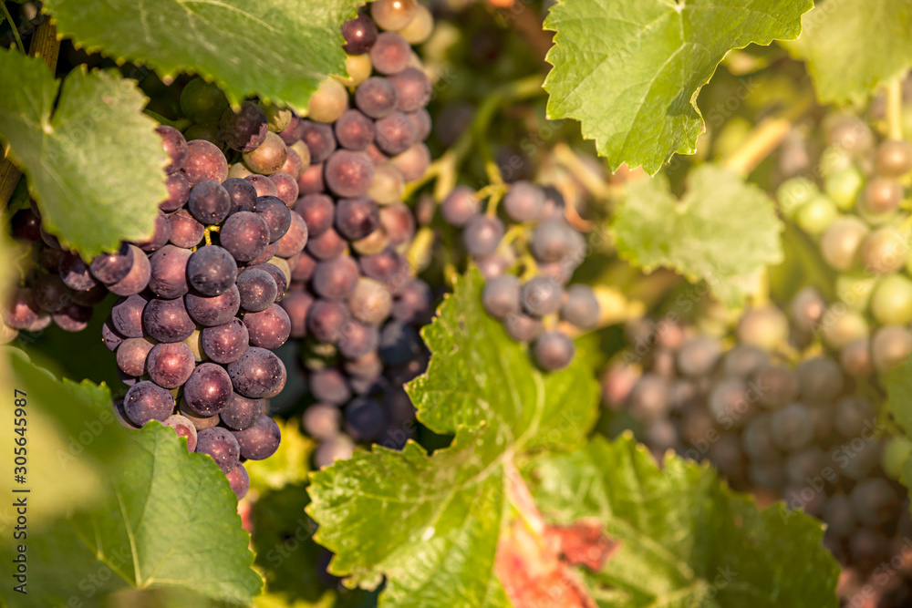 A grapevine with delicious juicy red grapes hangs on the hillside in the warm morning light of the sunrise.