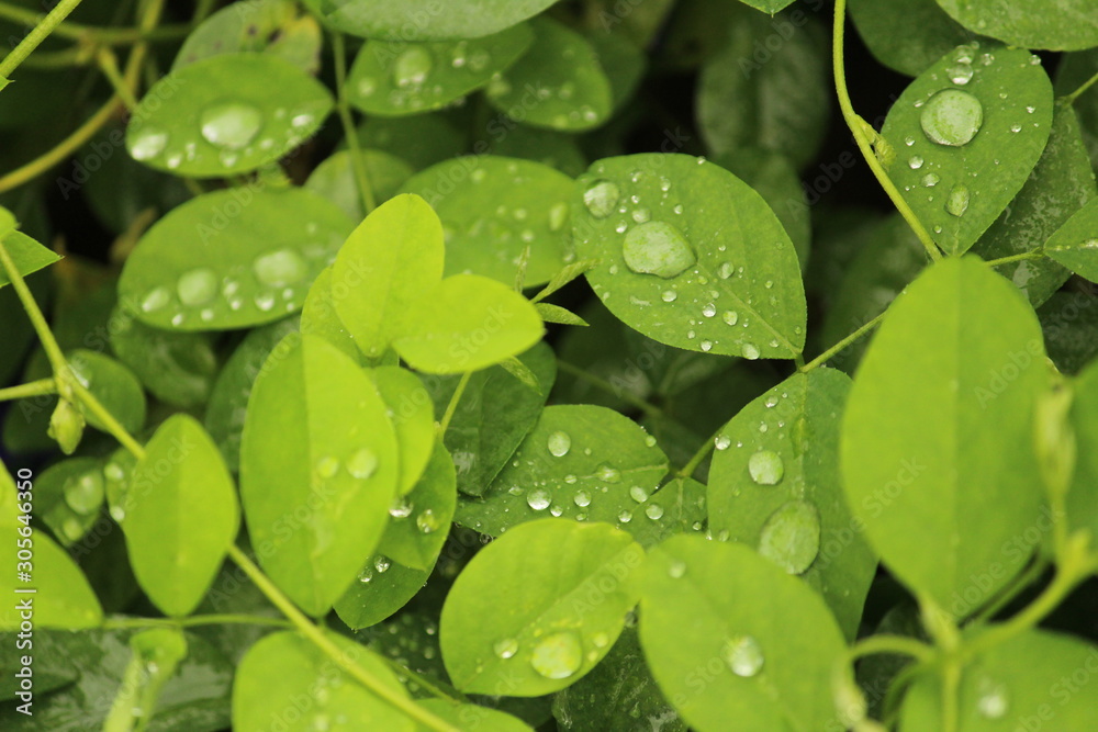 Close up shot of water drops on the single or lot of green leafs on the garden, rain drops on the single or lot of green leafs in the garden Close up shot of water drops on the single or lot of green leafs on the garden, rain drops on the single or lot of green leafs in the garden