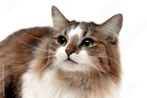 fluffy cat on a white background close-up