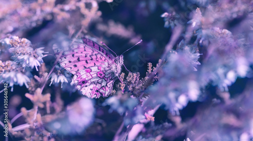 Beautiful flowers, butterfly in the dreamy meadow. Delicate pink and blue col...