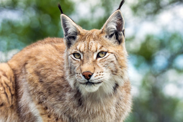 Sierkussen Lynx Lynx portret met intense oogopslag  © Jon Anders Wiken