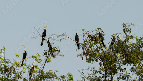 Flock of Oriental darter or Snakebird  or Chim Cormorant  or Burung Cormorant stand on tree at Bueng Boraphet (the largest freshwater swamp and lake in central Thailand).