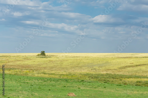 field covered with green and yellow trough burnt in the sun, with a lonely standing small green tree