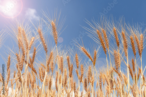 ripened states of wheat ears and their condition in summer heat