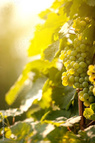 A grapevine with delicious juicy white grapes hangs on the hillside in the warm morning light of the sunrise.