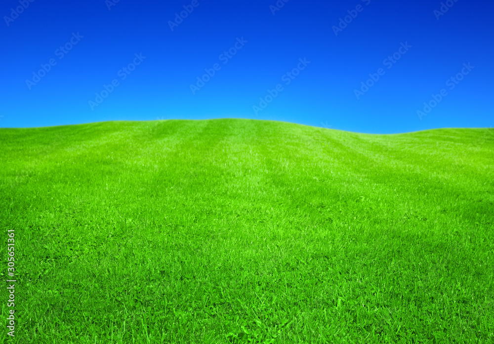 Fototapeta premium green grass and blue sky