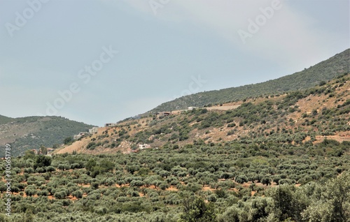 olive trees in the galilea 