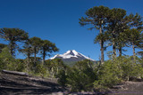 view of a volcano Llaima from the wood of araucarias