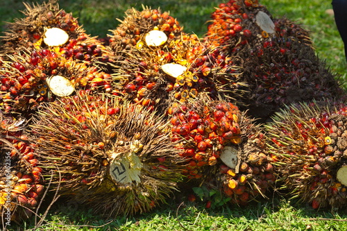 fruits of an oil palm tree (Elaeis guineensis) close up  in Indonesia