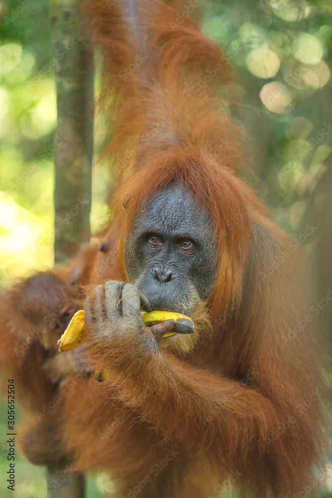 portrait of the female of an orangutan