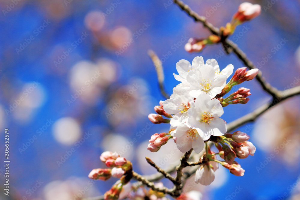 Cherry blossoms blooming in spring in Japan