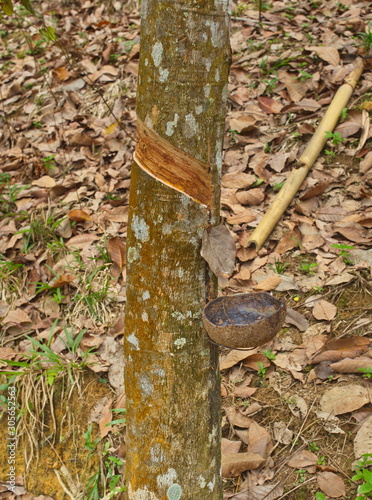 process of collecting juice of a tree of a hevea for production of rubber