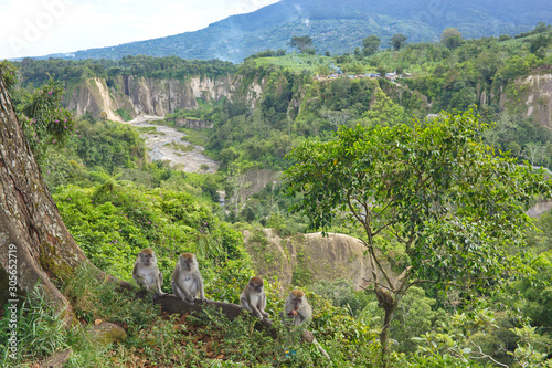 monkeys against a canyon
