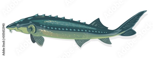 Sturgeon is fish with elongated, spindle-like body that is smooth-skinned, scaleless. Source of caviar, flesh, using for conservation. Vector cartoon illustration isolated on white background. photo