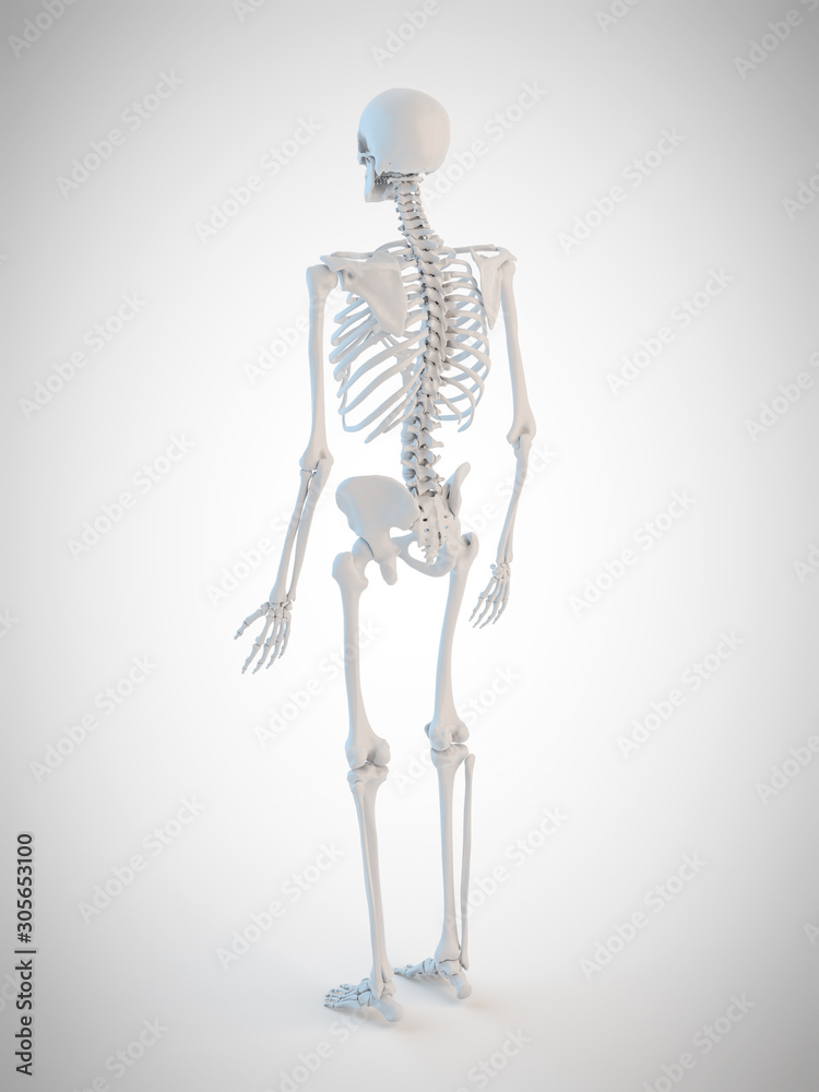 3d rendered medically accurate illustration of the human skeleton