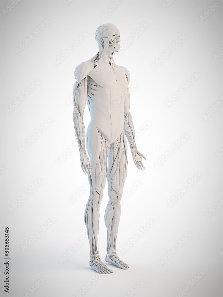 3d rendered medically accurate illustration of the human anatomy