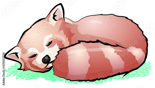 Cute red panda sleeping. Vector illustration