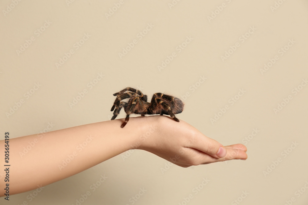 Obraz premium Woman holding striped knee tarantula on beige background, closeup