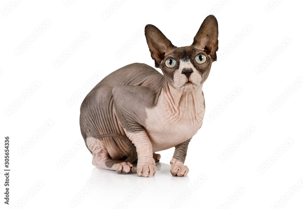 Canadian Sphinx cat sitting on white background
