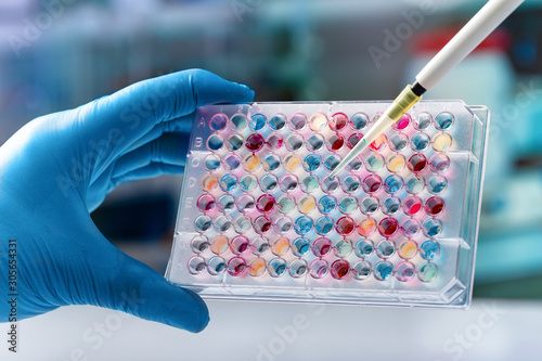 Scientist hand holding microplate for biomedical research / Researcher holding a 96 well plate with samples for biological analysis