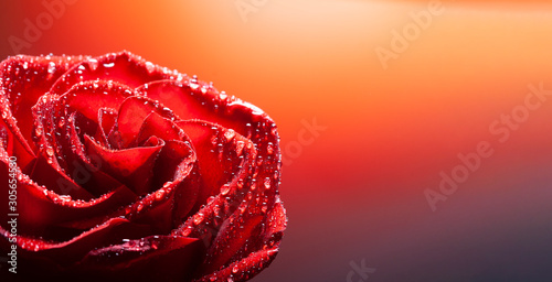 kwiat-rozy-z-kroplami-wody-na-czerwonym-tle