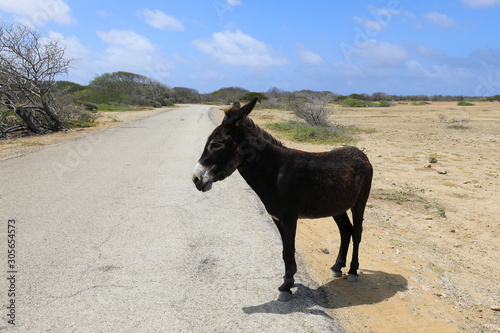 Wild Donkey on Bonaire