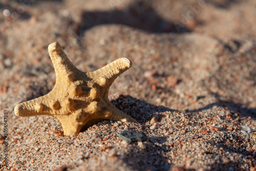 Starfish On The Sunny Summer Beach