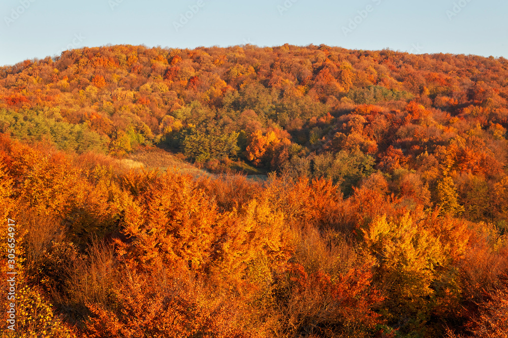 Autumn in beech forest on Kalnik mountain, Croatia Autumn in beech forest on Kalnik mountain, Croatia