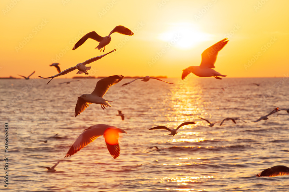 Flock of Seagulls flying on sunset sky.