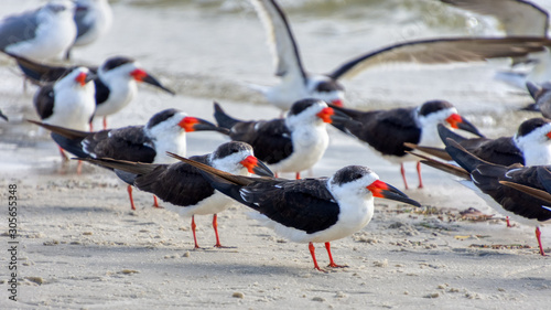 The Black Skimmer (Rynchops niger) is a beautiful Tern-like bird whose red and black lower bill is longer than its upper one. They are often seen flocking with gulls. photo
