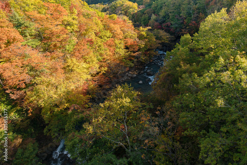 岩手県八幡平市 森の大橋からみる松川の紅葉の景色