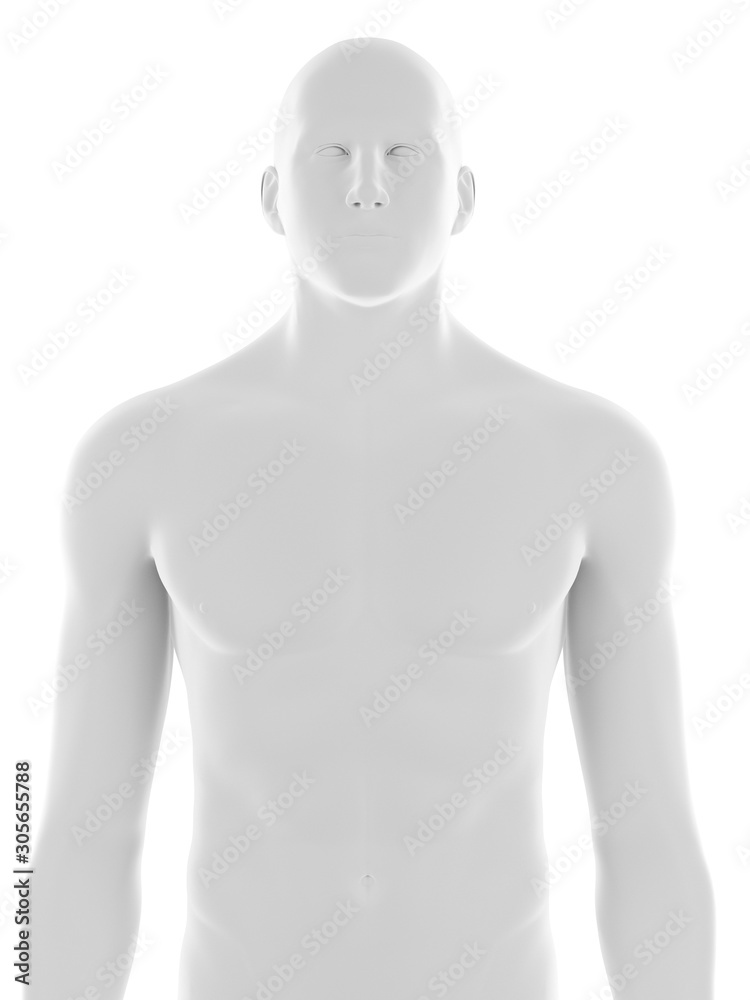 3d rendered medically accurate illustration of the male upper body 3d rendered medically accurate illustration of the male upper body