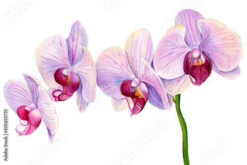 set of tropical pink flowering branch of orchids on white background  watercolor illustration