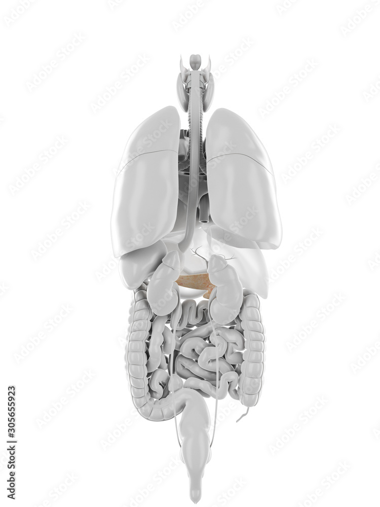 3d rendered medically accurate illustration of the pancreas