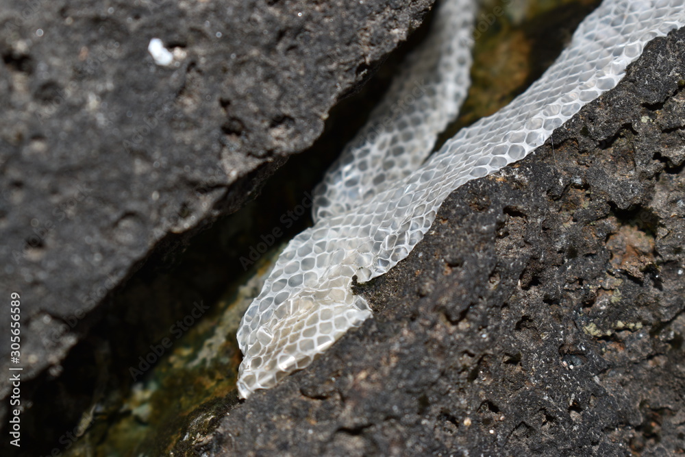 Snake skin that has moulted, it used the rocks to get rid of his old skin.