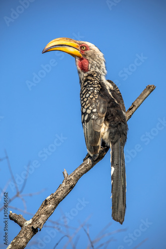 Southern yellow billed hornbill against blue sky photo