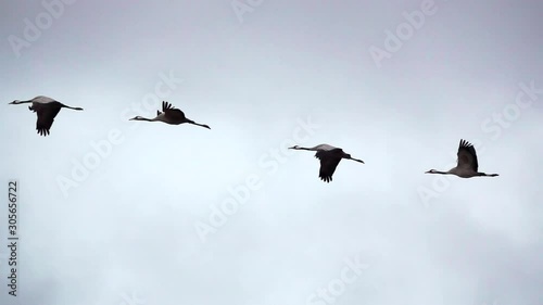 Four cranes flying in super slow motion