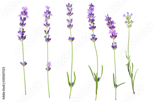 Fototapeta Naklejka Na Ścianę i Meble -  lavender flowers isolated on white background. top view