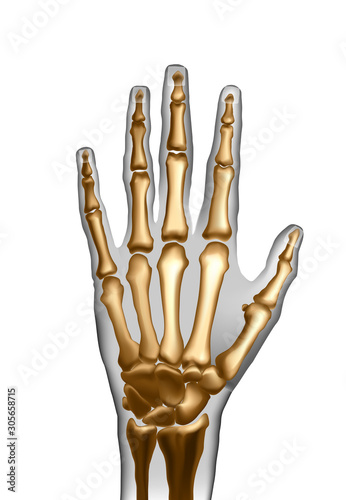 Frontal top view image of bones the of hand.