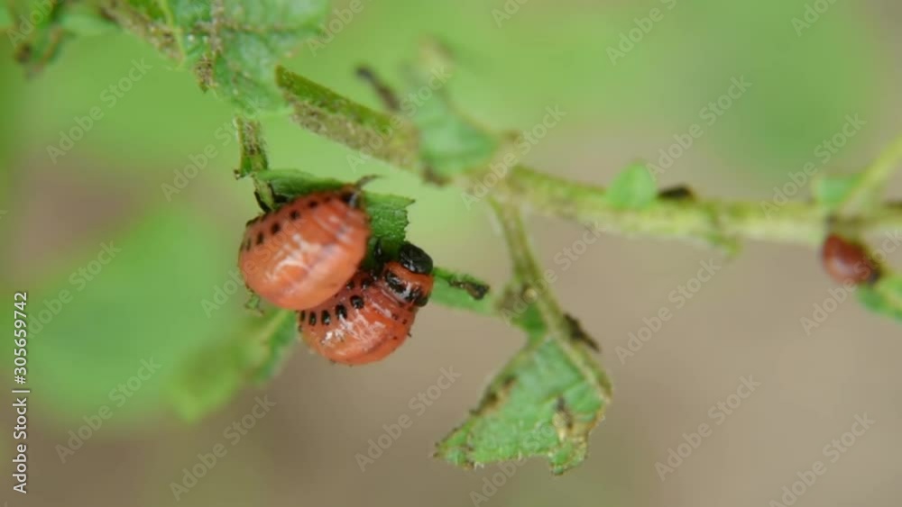 Colorado potato beetle larva eats potato leaves in the garden. Pests and parasites destroy crops in agriculture Colorado potato beetle larva eats potato leaves in the garden. Pests and parasites destroy crops in agriculture