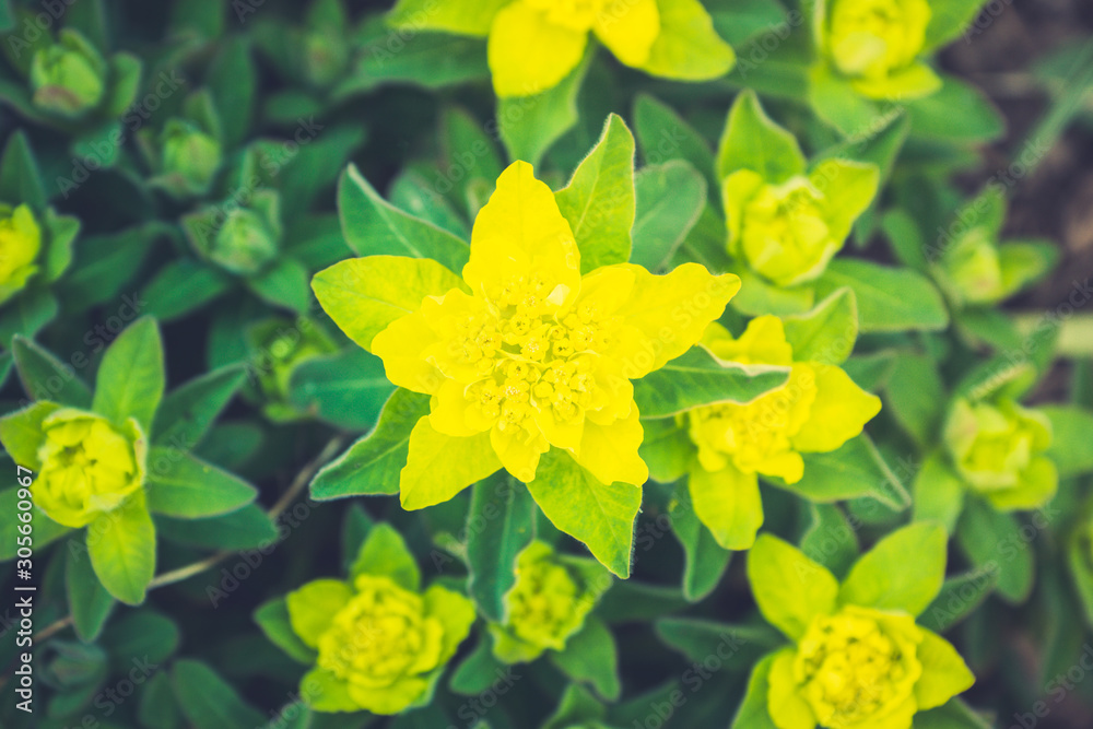 Obraz premium Blooming Euphorbia in the garden. Selective focus.
