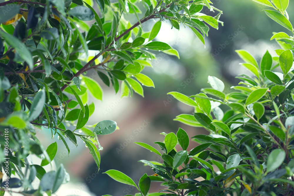 Obraz premium rain drop water on leaf tree with green light bokeh in nature background