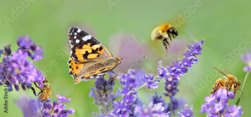 few honeybee and butterfly on lavender flowers in panoramic view © coco