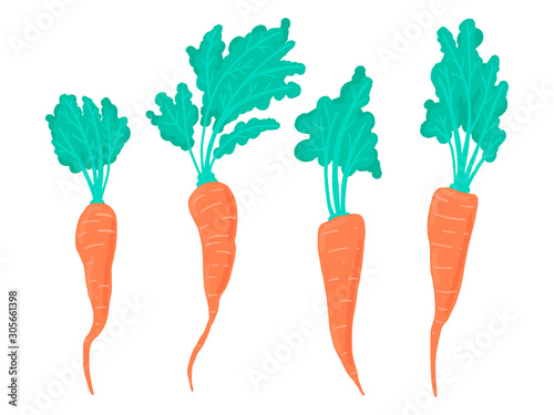 A set of vegetables - carrots. Orange carrots with tops. Vector isolated objects on white background.