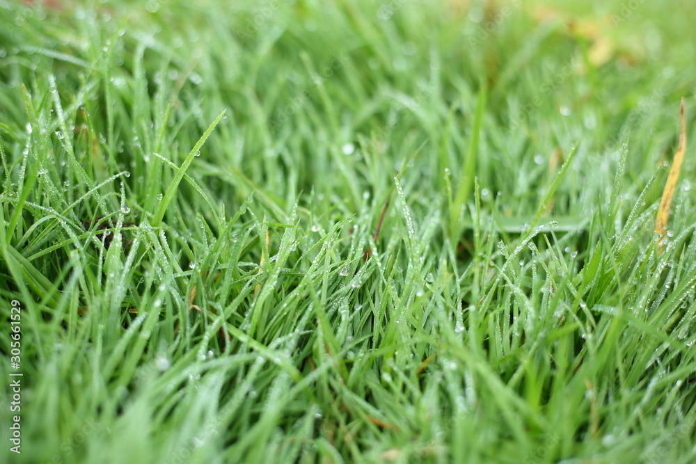 water dew drop on green grass garden water dew drop on green grass garden