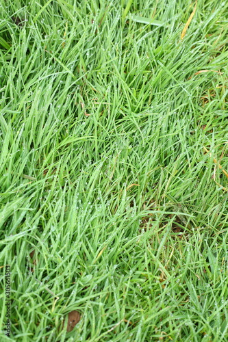 water dew drop on green grass garden
