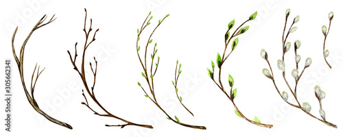 Watercolor tree branch with green leaves, pussy willow. For Spring Easter wreath, frame maiking Hand drawn illustration. Isolated design element for invitations, poster, greeting card concept.