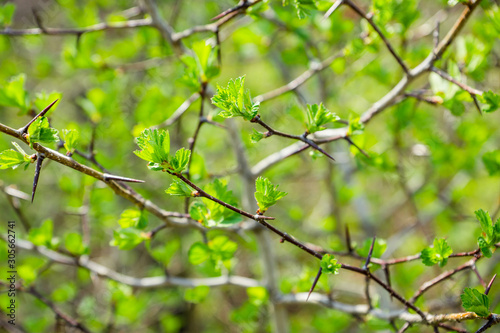 Hawthorn bush with berries in the garden. Shallow depth of field. © maxandrew